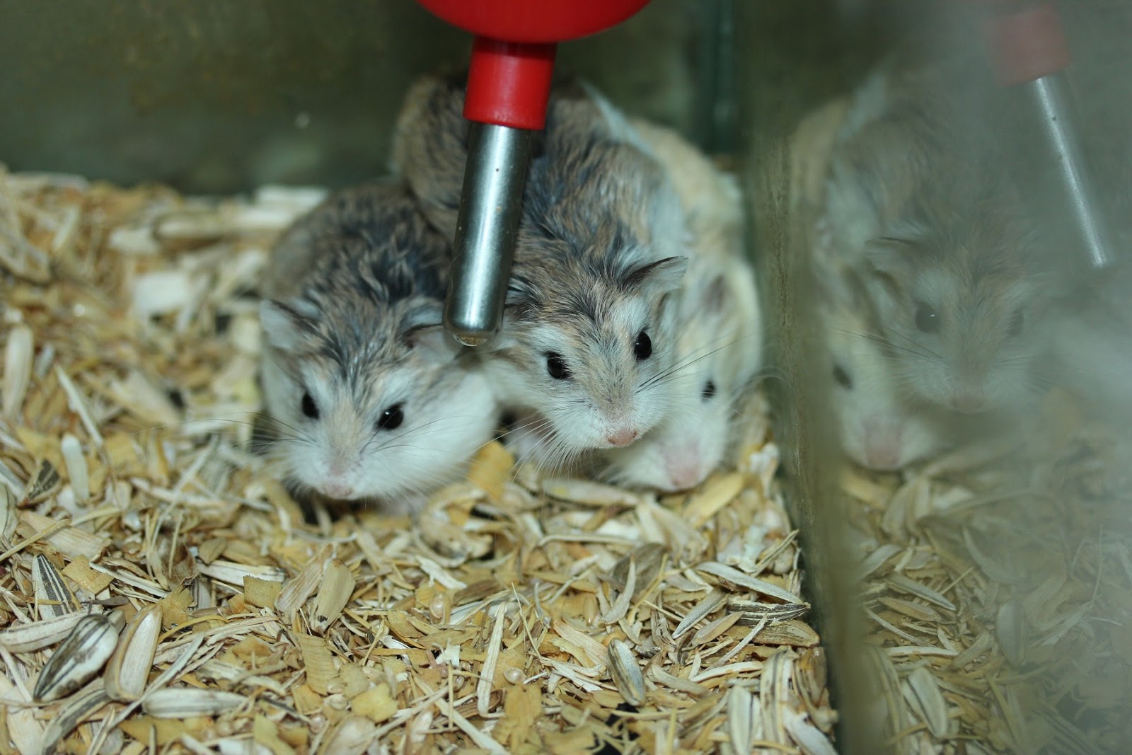Hamster race. Хамстер 10лвл кликер. Influencers lvl 10 hamster. Hamster simulator. Influencers lvl 10 hamster.