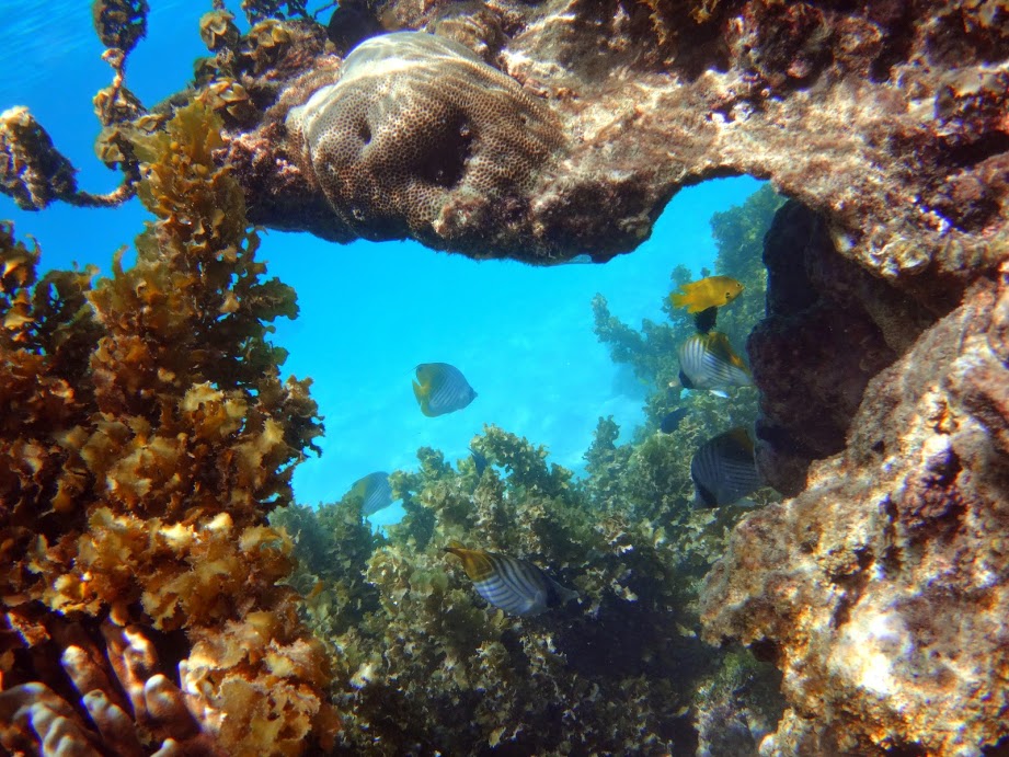 Les Poissons des Seychelles