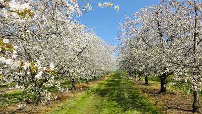 Kirschblüte zwischen Känerkinden und Wittinsburg Kirschblüte zwischen Känerkinden und Wittinsburg