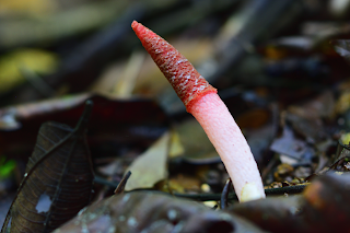 Stinkhorn Fungus in Puriscal