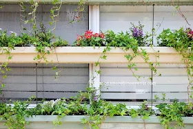 Rain gutter planter boxes to cool off hot windows. How creative! By One More Time Events featured on I Love That Junk