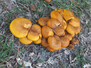 fungi, mushrooms, dear miss mermaid, shrooms, bomba shack