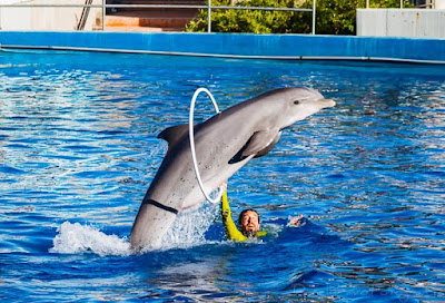 delfín, acuario, acrobacia, aro, agua, delfinario, zoo de Madrid