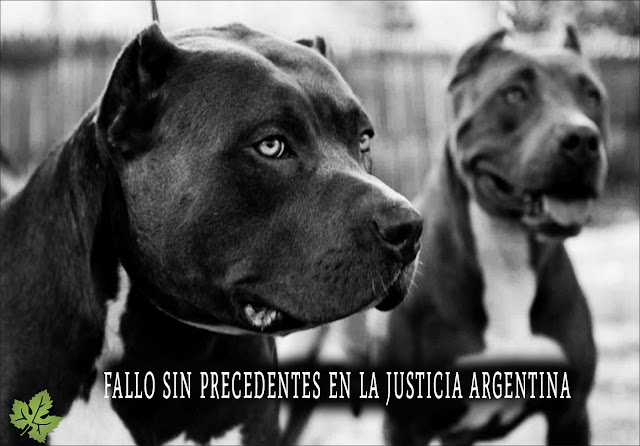 Sentencia completas caso de Santiago Veer por perro pitbull