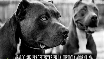 Sentencia completas caso de Santiago Veer por perro pitbull. Fallo sin precedentes en la justicia
