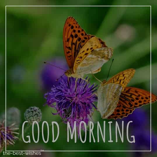 morning-monday-pictures-of-flowers-and-butterflies morning monday pictures of flowers and butterflies