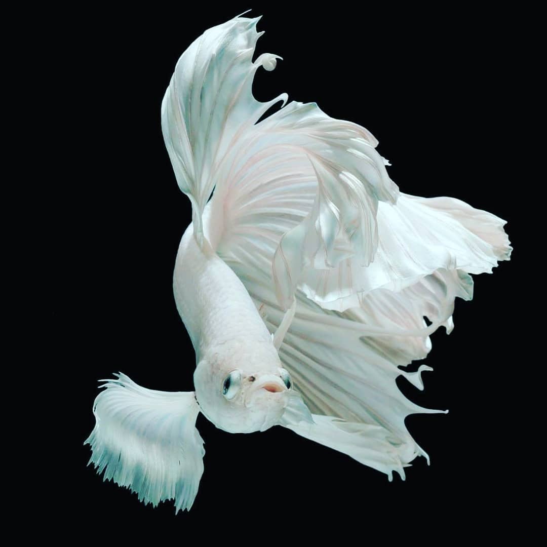 Ukuran Wallpaper Untuk Layar 5 Inch Soalan A