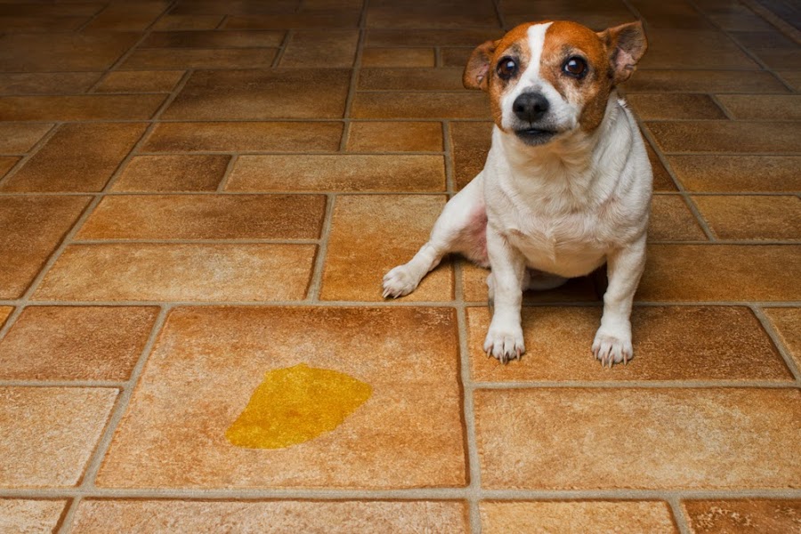 Perro orina en casa