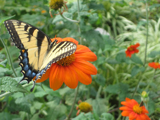 Butterfly on orange flower