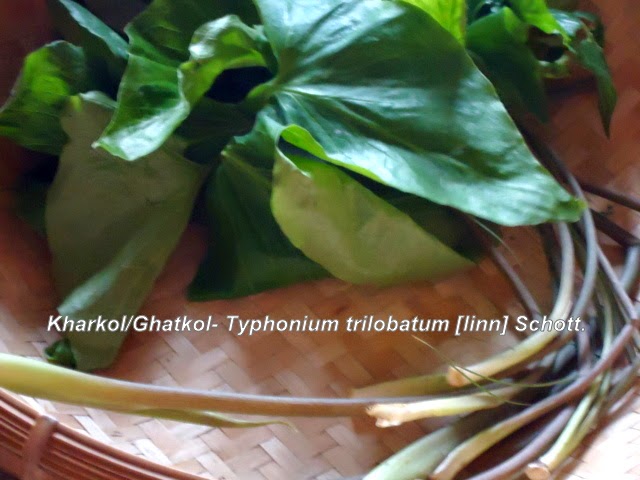 Tphonium trilobatum [Linn.] Schott.