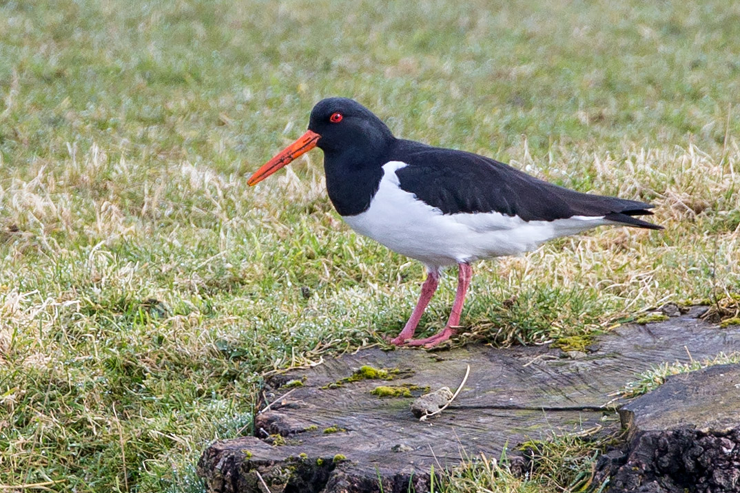 Darley Dale Wildlife Oystercatcher Chatsworth