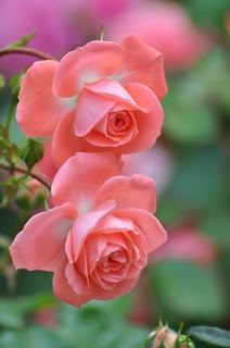rosas-en-flor-de-petalos-rosados