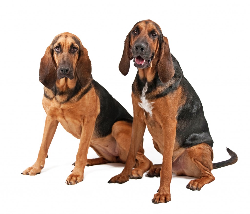 Buy Bloodhound Puppies in Prince Edward Island Canada