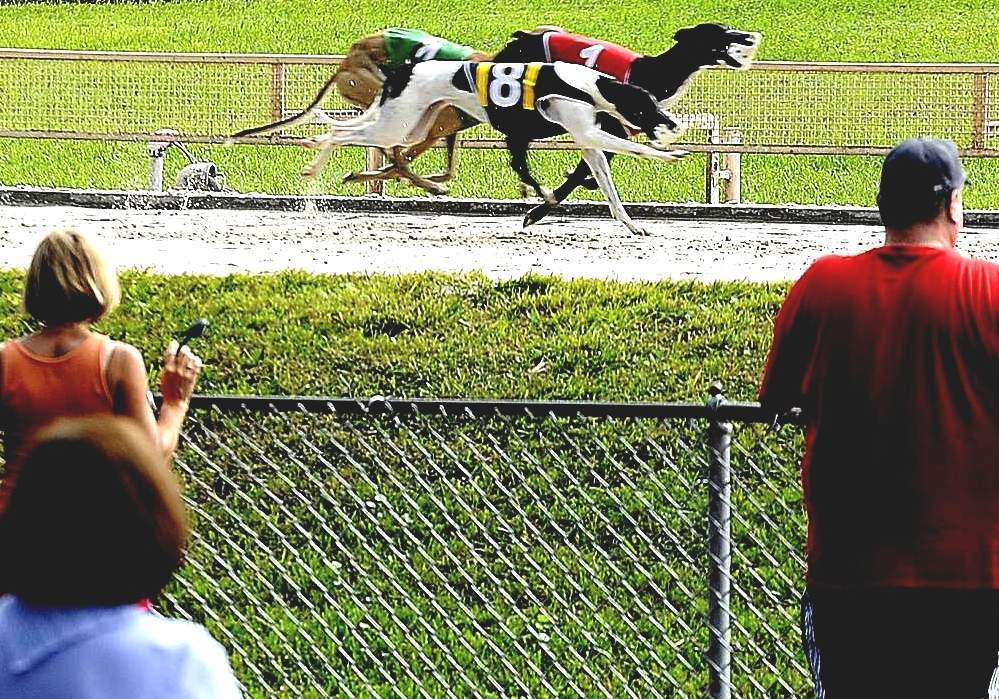 Derby Lane Greyhound Track Dog Racing Tampa