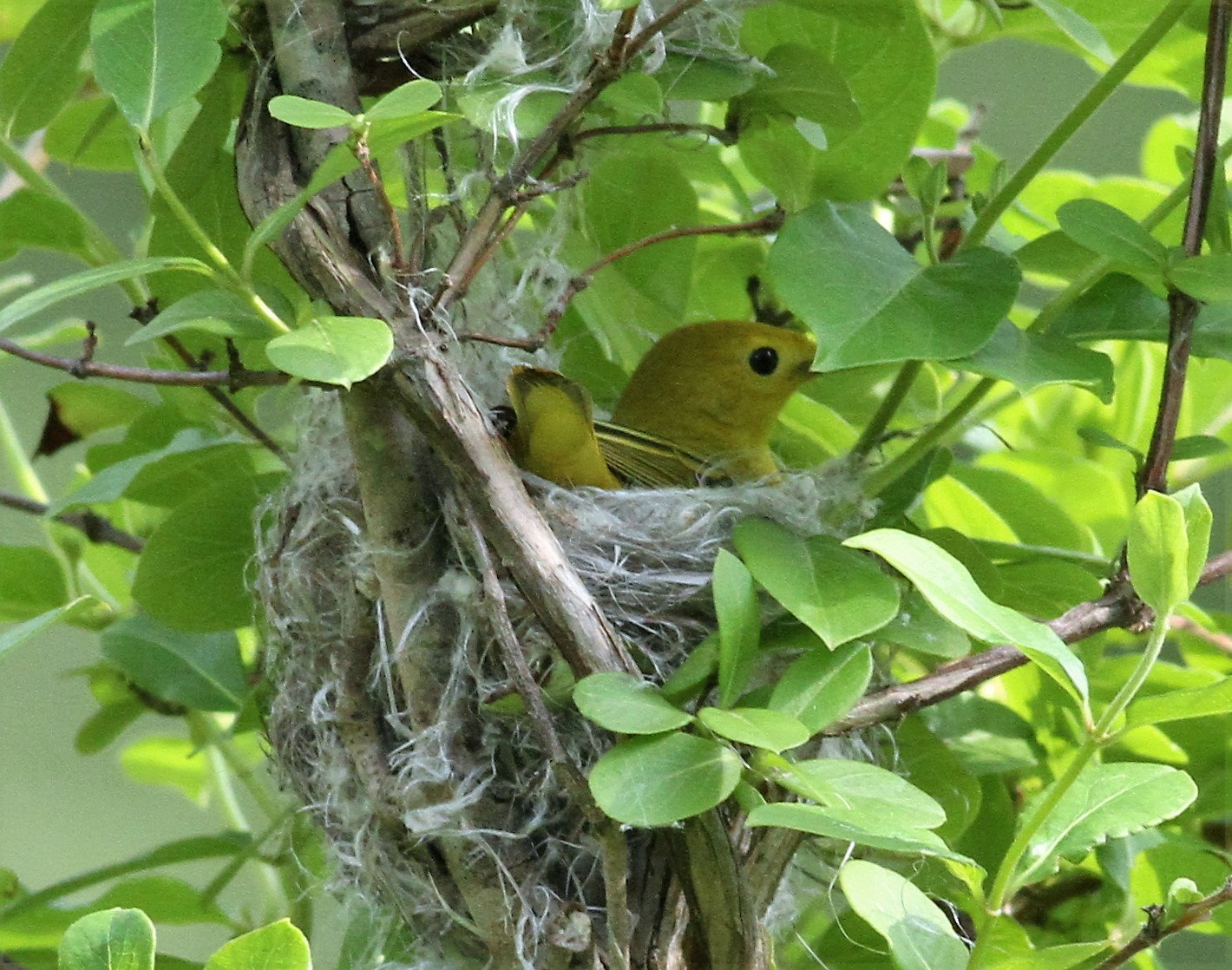 Paul's US Birding Blog Kentucky Warbler at Doodletown Road 14th May