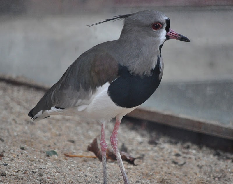 ZOOTOGRAFIANDO (6.100 ANIMALS): TERO COMÚN / CHILEAN LAPWING (Vanellus ...