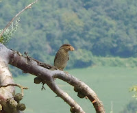 torcicollo jynx torquilla birdwatching rose orto erbe aromatiche ed officinali alla fattoria didattica dell ortica a savigno valsamoggia bologna vicino Zocca in appennino