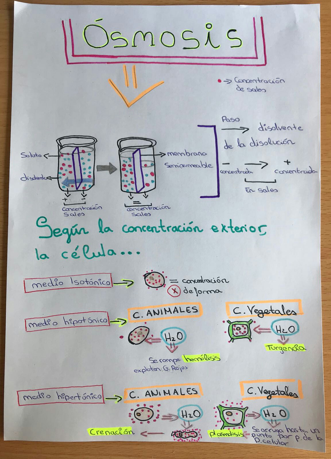 EL RINCÓN DE LA BIOLOGÍA LA ÓSMOSIS