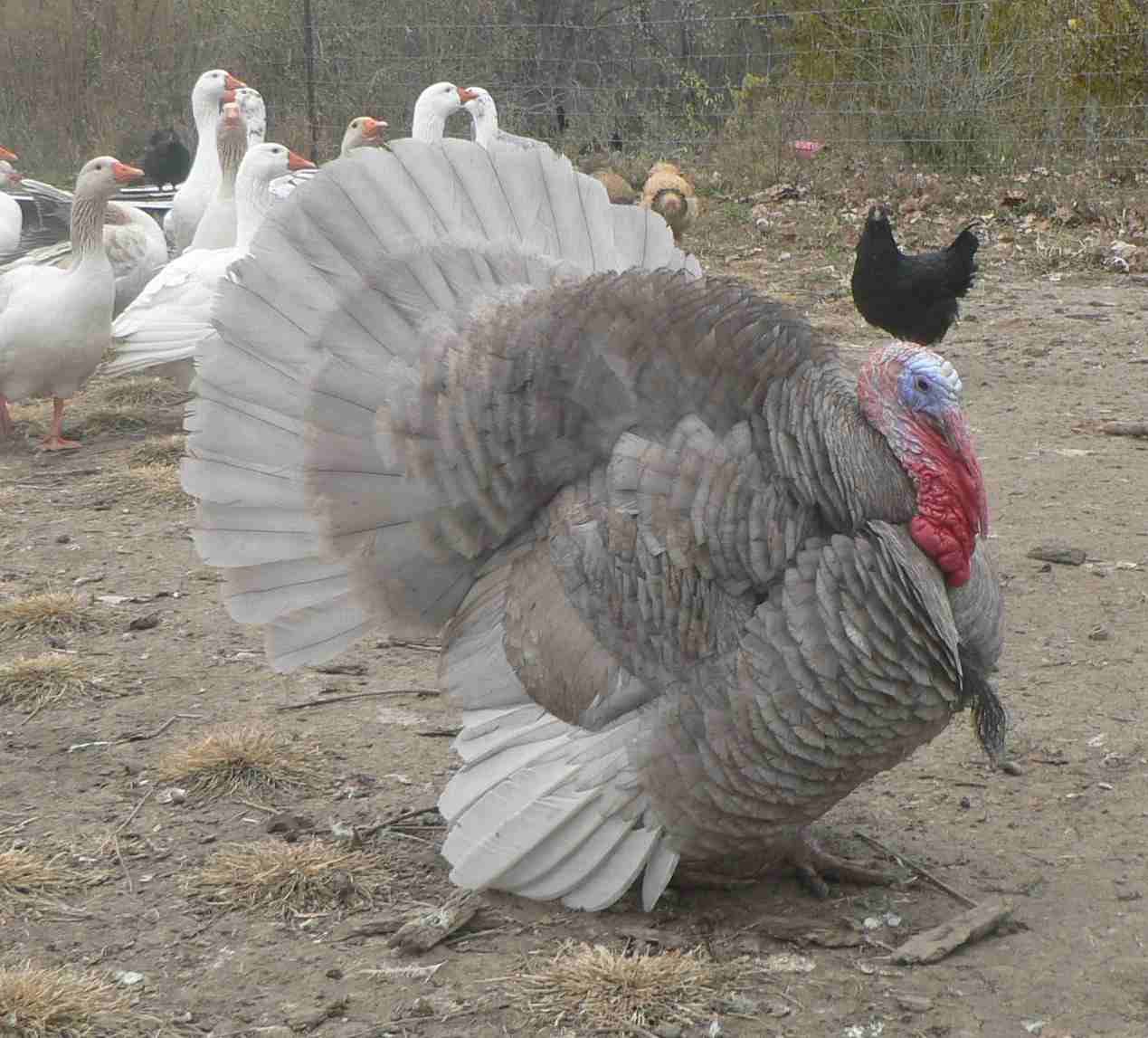 Antiquity Oaks: No November madness this year