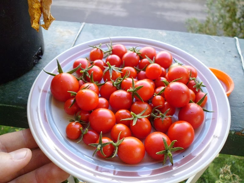 Cherry Tomatoes Harvested