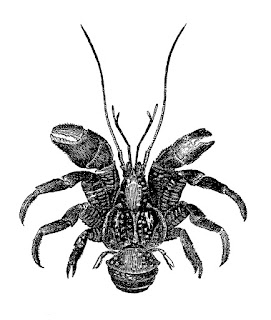 digital lobster sea life download lobster illustration image sea life digital transfer