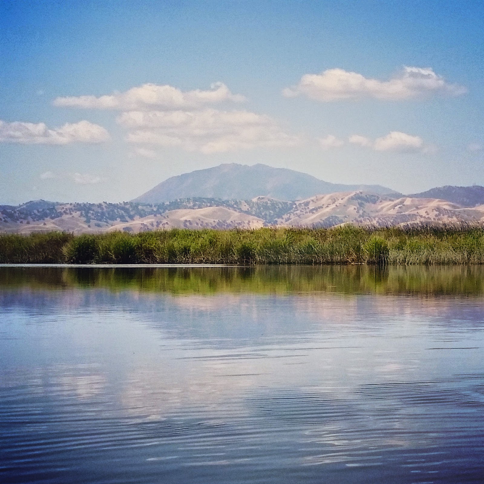 Kayaking the California Delta Antioch to Sherman Island Waterfowl