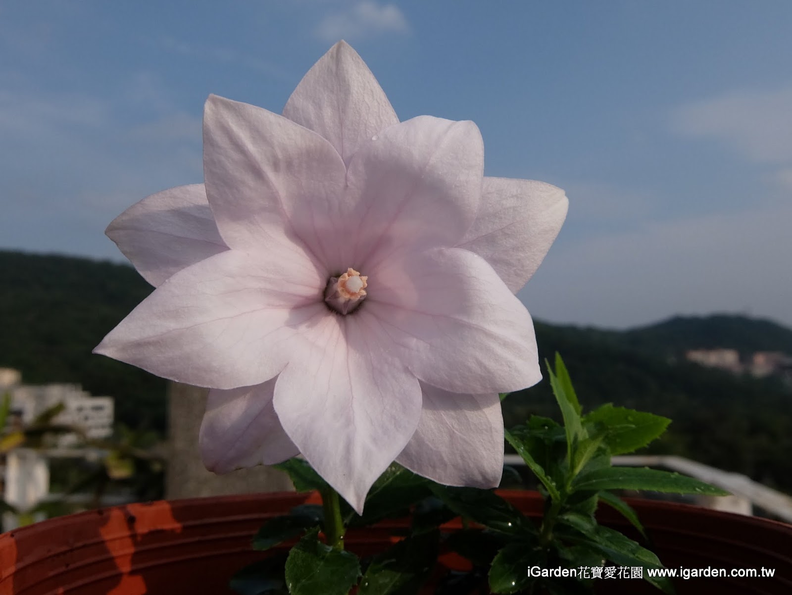 耐熱草花栽培術 夏日熱汽球 桔梗 園藝部落格 Igarden 花寶愛花園園藝文摘plus