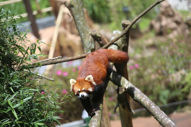 Panda Merah di Taman Safari Indonesia