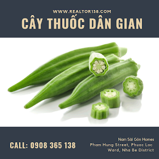 trái đậu bắp chữa bệnh đau khớp