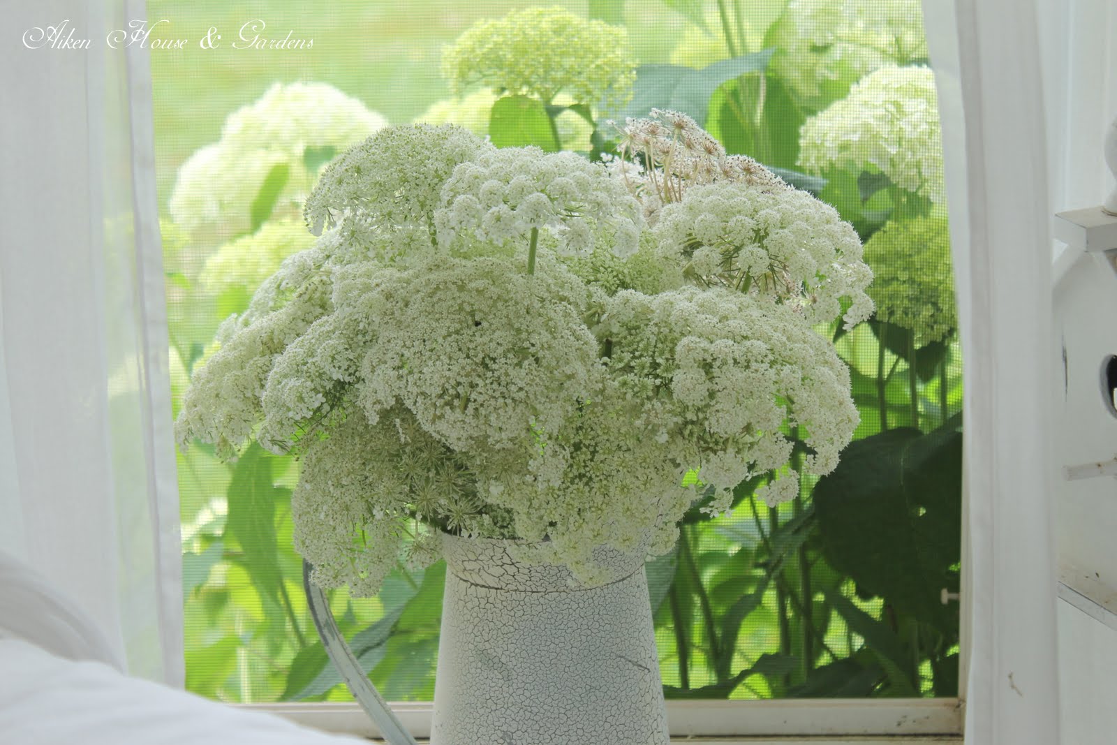 Aiken House & Gardens Queen Anne's Lace