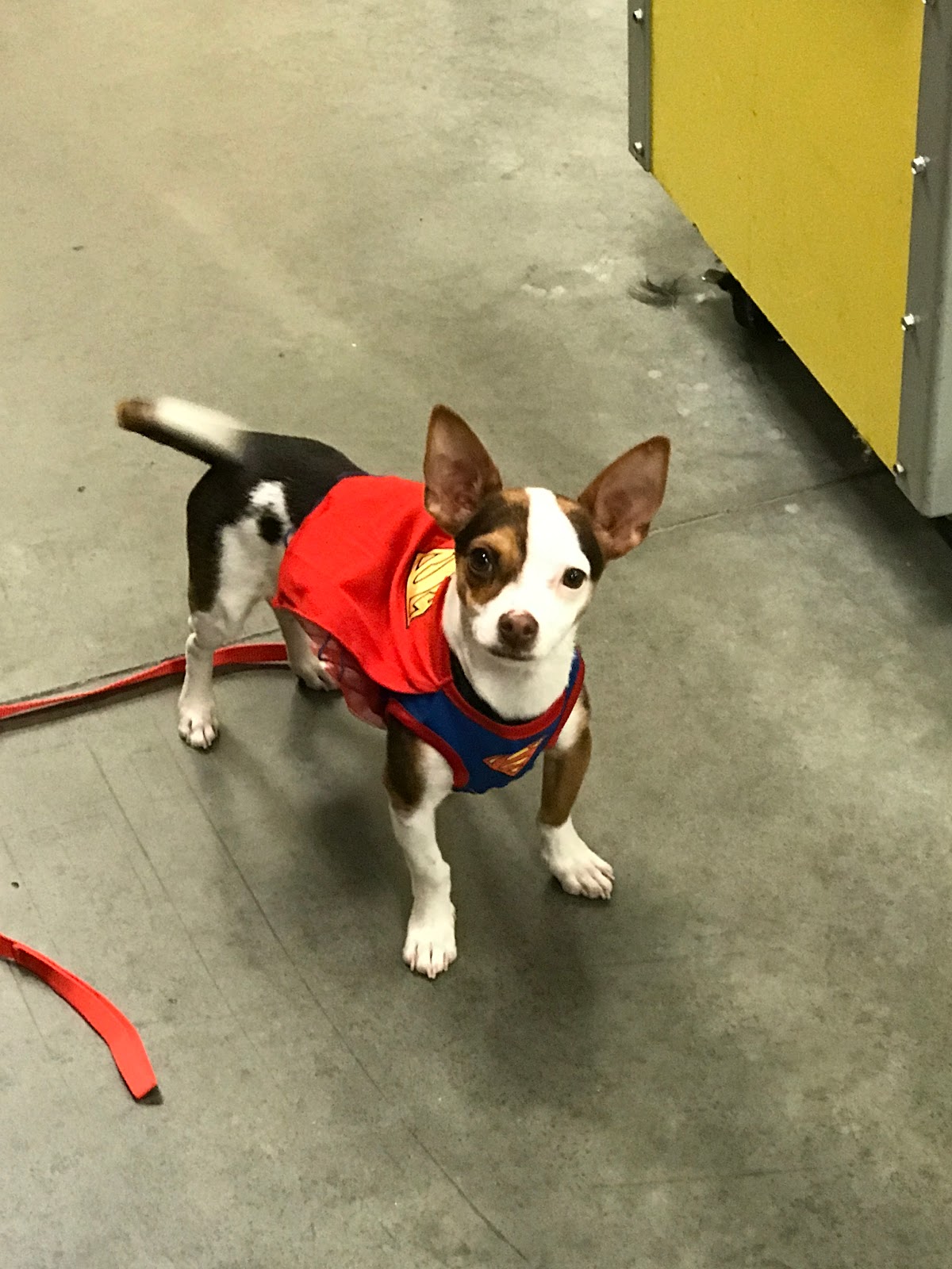 Yapitude in Yakima Pet Store visit