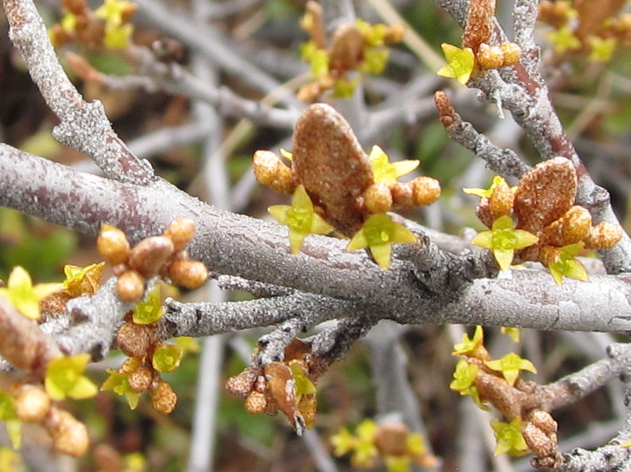 Yukon Wild Berries soap berry