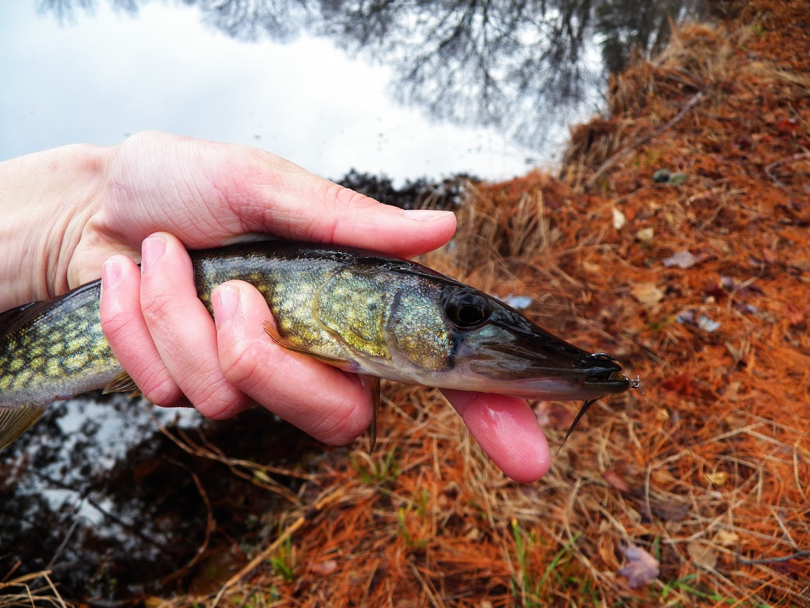 Connecticut Fly Angler Tons of Pickerel in a New Pond