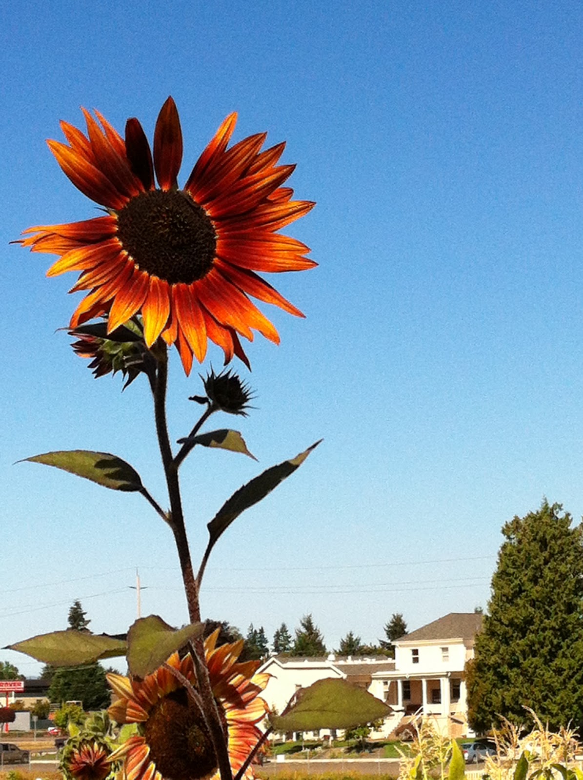 AllPurpose Flower Technicolor Flowers