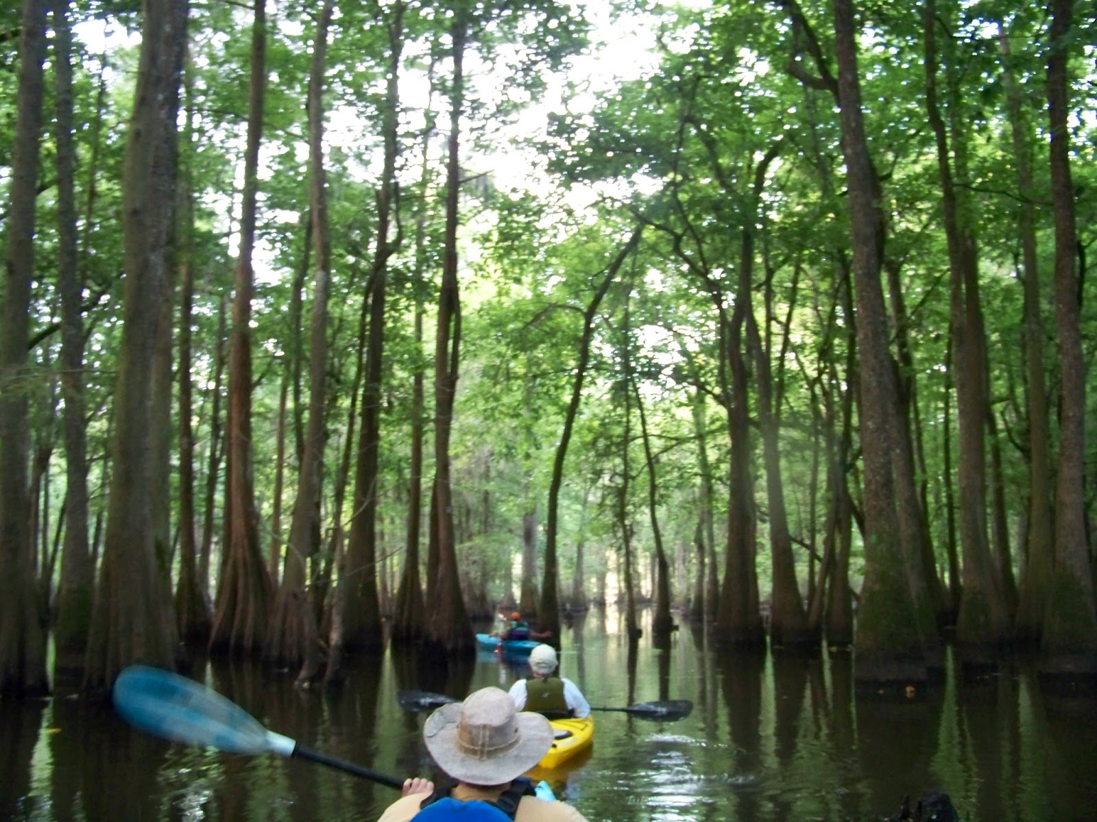 My Carolina Backyard Paddling Sparkleberry Swamp