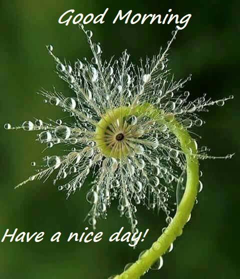 BEST GOOD MORNING IMAGES | Beautiful Messages