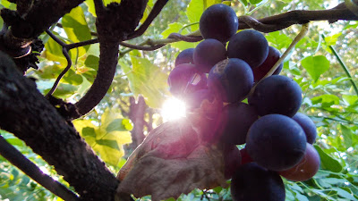 Uvas rojas maduras wallpapers