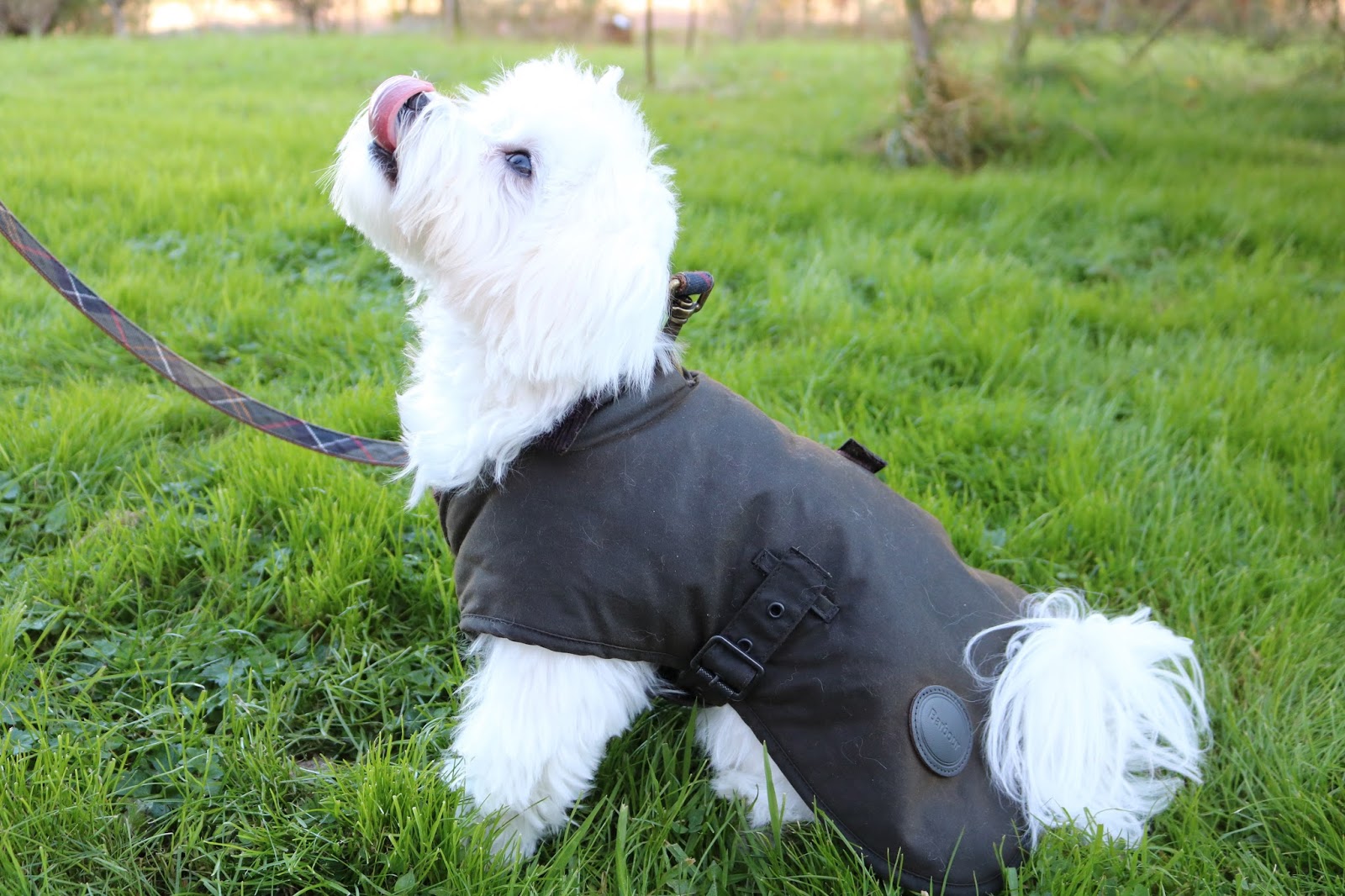 barbour dog coat with harness hole