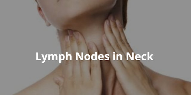 Wellness Lab Health Info Lymph Nodes In Neck