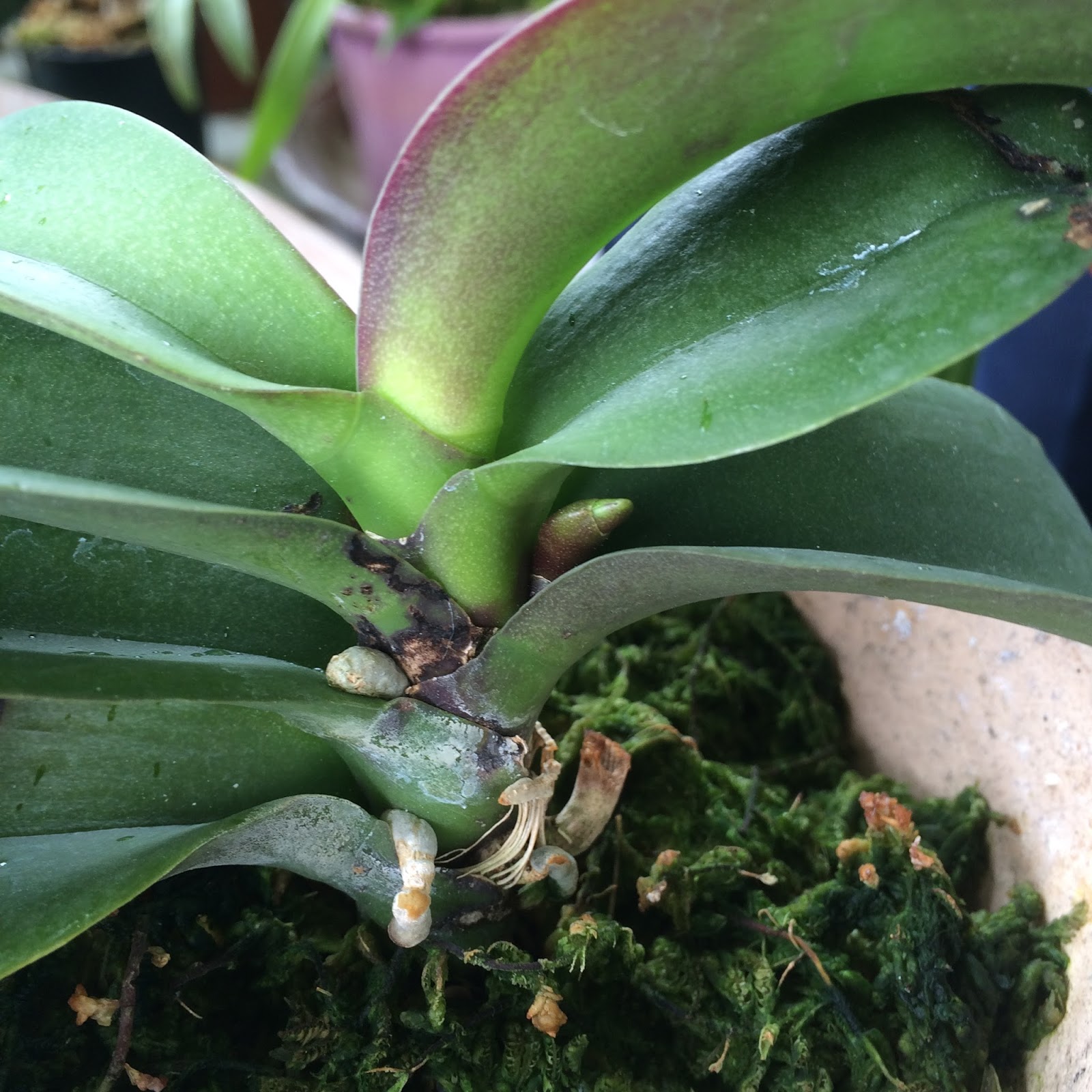 Balcony Orchid Garden Phalaenopsis Orchids in spike