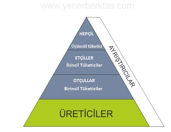 CANLILAR ve ENERJİ İLİŞKİLERİ FEN BİLİMLERİ &amp; ONUR HOCA