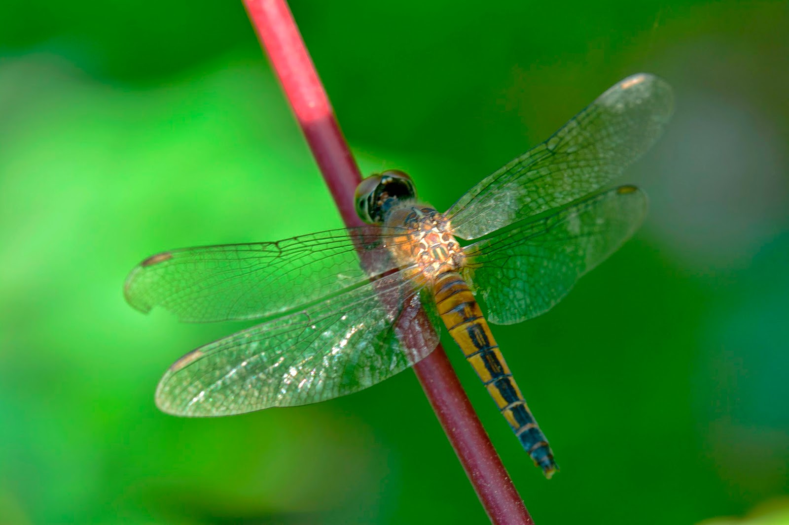 Dragonflies of Indonesia: Brachydiplax chalybea