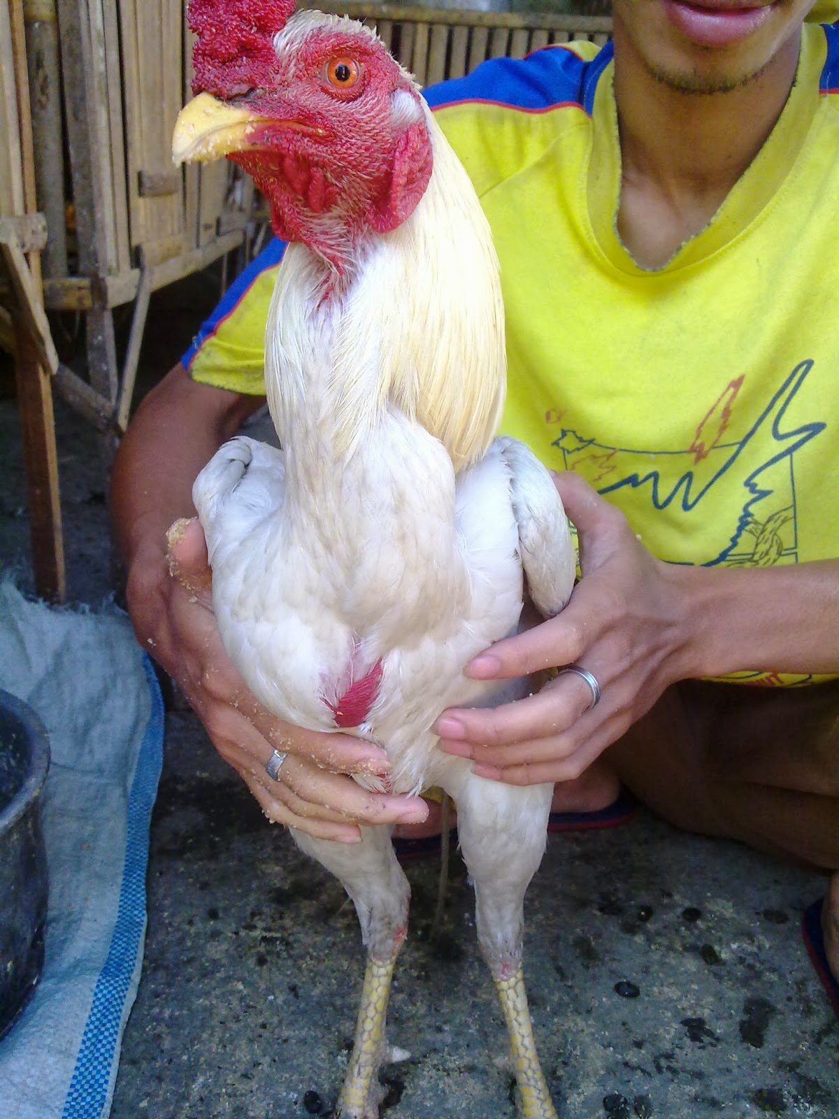 99+ Gambar Animasi Ayam Jago Psht