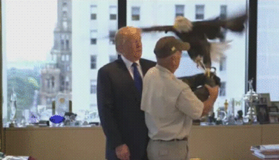 트럼프를 싫어하는 독수리.gif