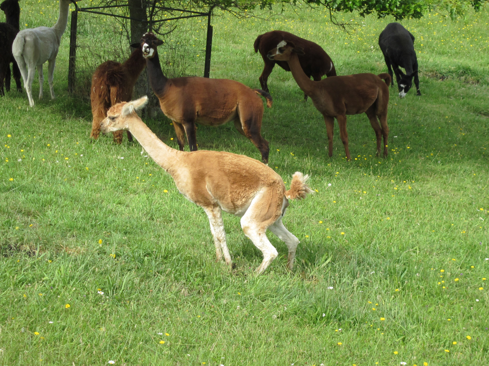 What Does Alpaca Poop Look Like