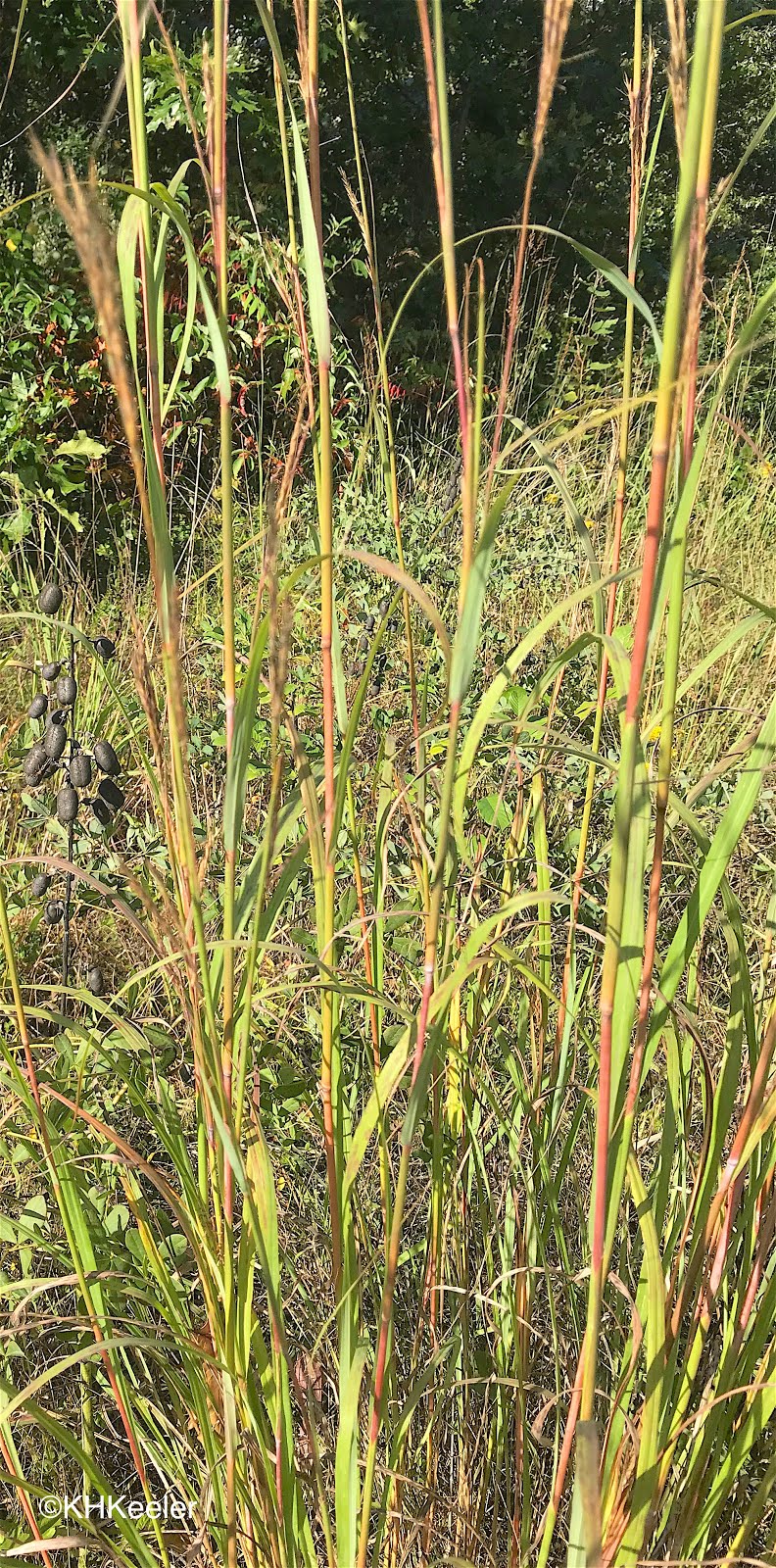A Wandering Botanist Plant StoryBig bluestem A Wandering Botanist Plant StoryBig bluestem