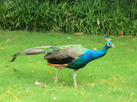 Flower Harbor Park West Lake Hangzhou peacock by garden muses-a Toronto gardening bloG