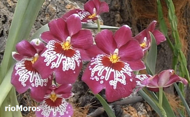 ORQUÍDEA PENSAMIENTO: Miltoniopsis Lennart Karl Gottling 'Hula Skirt' |  Plantas rioMoros