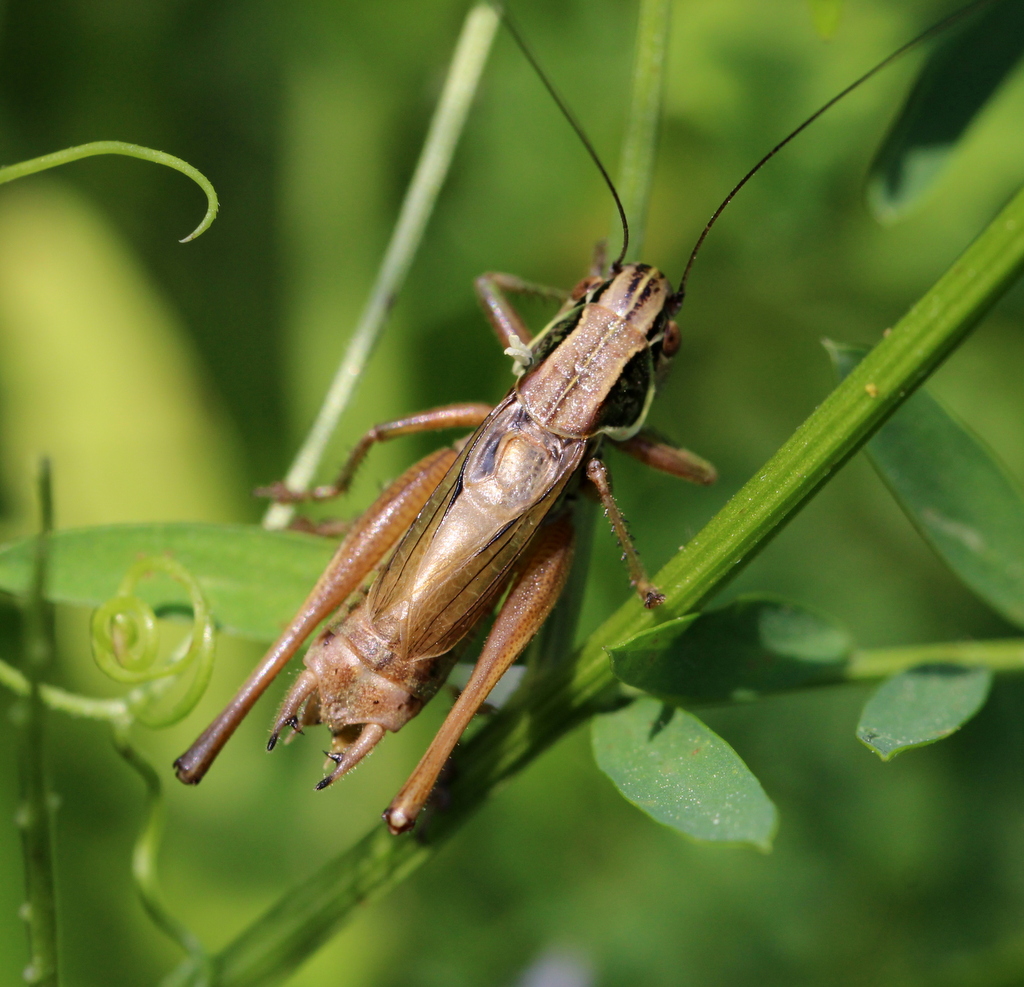kaleido katydid