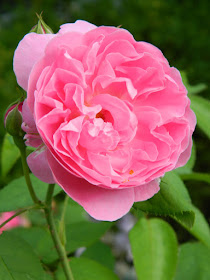 Rosa Ausmary Mary Rose David Austin shrub rose at Toronto Botanical Garden by garden muses-not another Toronto gardening blog